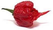 Carolina Reaper - World's Hottest Chili Pepper