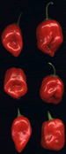 Red Savina Habanero Chili Pepper - Click to see a larger picture