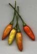 Tabasco Chili Peppers
